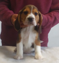Martina Boy 2 Front 8 Weeks